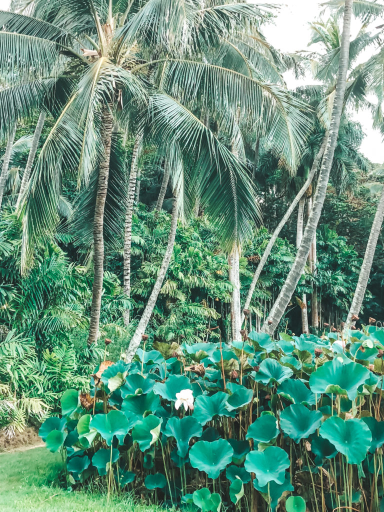 A Week in Kauai: What to Do in Kauai - National Tropical Botanical Gardens | Plaid & Paleo
